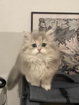 mimi 様のお迎えした子猫