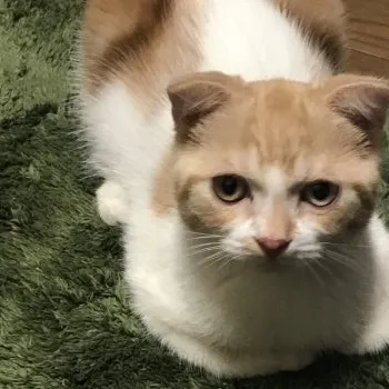 ヒョウエツ 様のお迎えした子猫