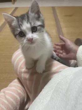 ふうた 様のお迎えした子猫