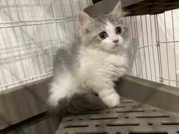 K.A 様のお迎えした子猫