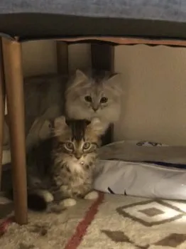 ラガカール♡ 様のお迎えした子猫