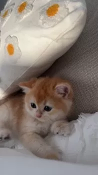 たたち 様のお迎えした子猫