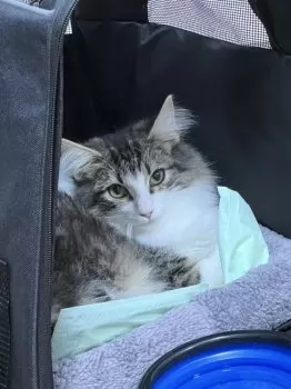 ササキ 様のお迎えした子猫