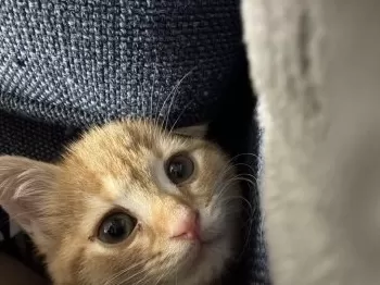 ベーコンエピ 様のお迎えした子猫