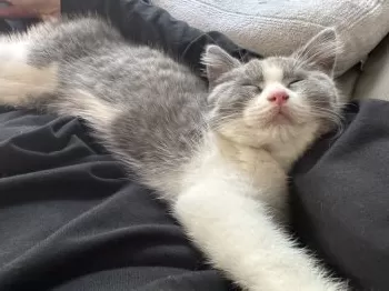 H.N 様のお迎えした子猫
