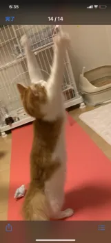 めぐ 様のお迎えした子猫
