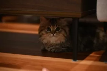 J.T 様のお迎えした子猫