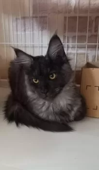 さくらんぼ 様のお迎えした子猫