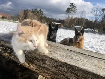 さぶじろう 様のお迎えした子猫