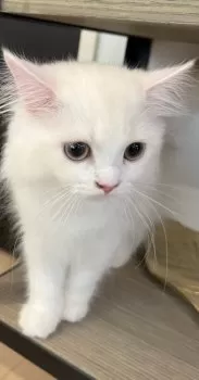 ゆっこ 様のお迎えした子猫