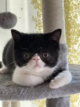 みつる 様のお迎えした子猫