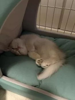 R.K 様のお迎えした子猫