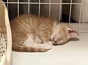 M.I 様のお迎えした子猫