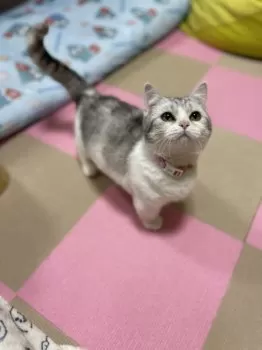 R.K 様のお迎えした子猫