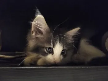 bcjunca 様のお迎えした子猫