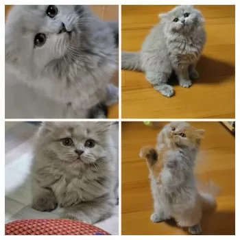 S.S 様のお迎えした子猫