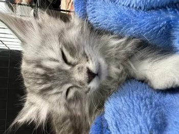 レオ 様のお迎えした子猫