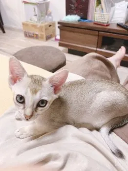 ドリ 様のお迎えした子猫
