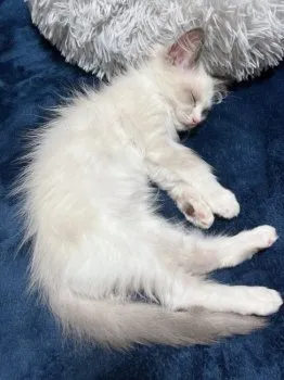 K.T 様のお迎えした子猫