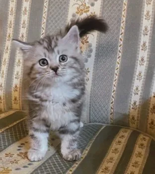 Bassman 様のお迎えした子猫