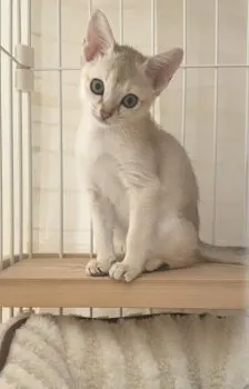 らん 様のお迎えした子猫