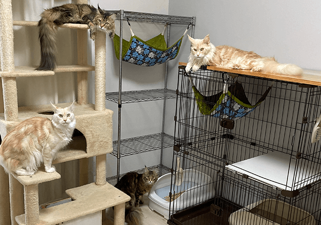 猫舎の一日