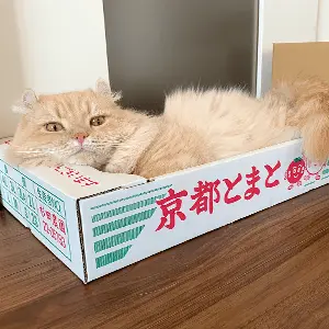 ハギくん(マンチカン)