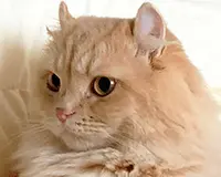 ハギくん(マンチカン)