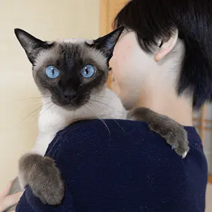 ココちゃん(トンキニーズ)