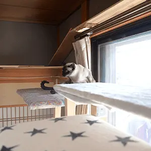 ココちゃん(トンキニーズ)